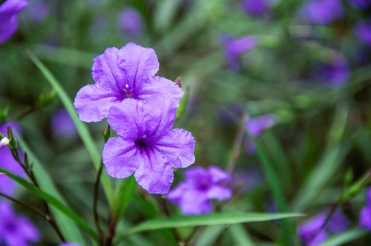 蓝花草 翠芦莉