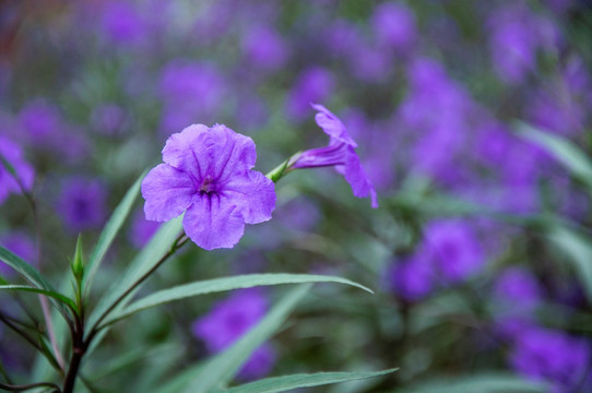 蓝花草 翠芦莉