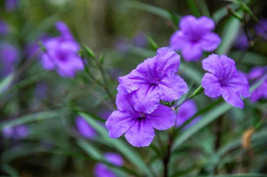 蓝花草 翠芦莉