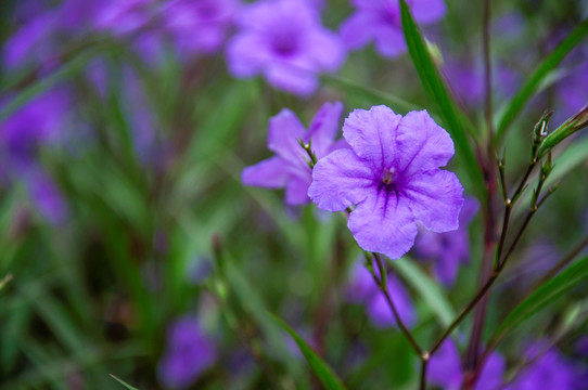 蓝花草 翠芦莉