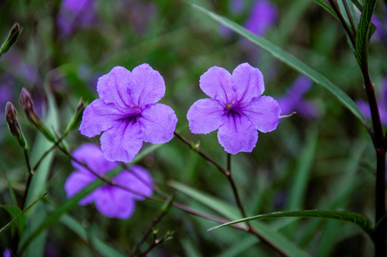 蓝花草 翠芦莉