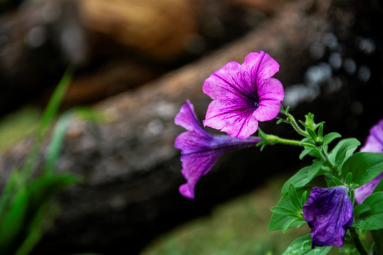 蓝花草 翠芦莉