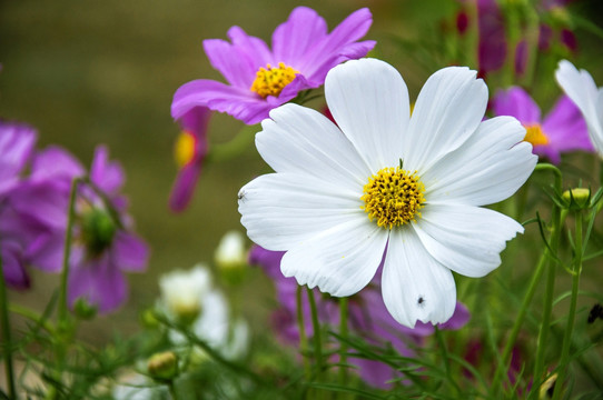 格桑花