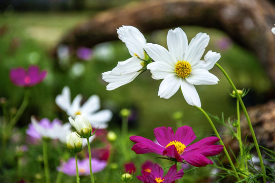 格桑花