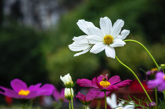 格桑花