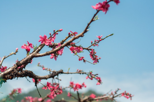 桃花