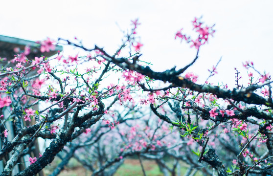 桃花