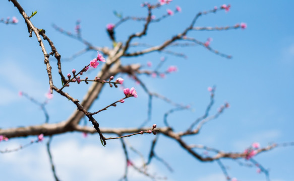 桃花