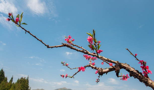 桃花