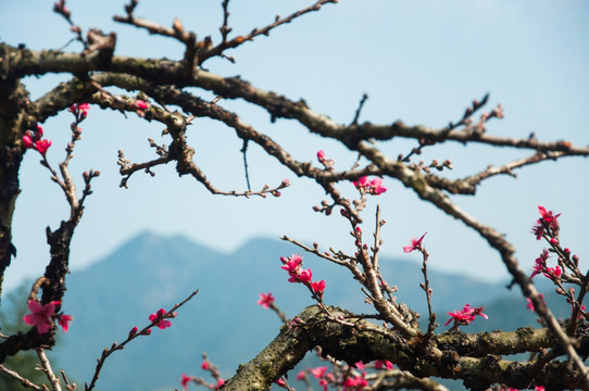 桃花