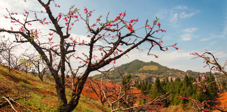 桃花