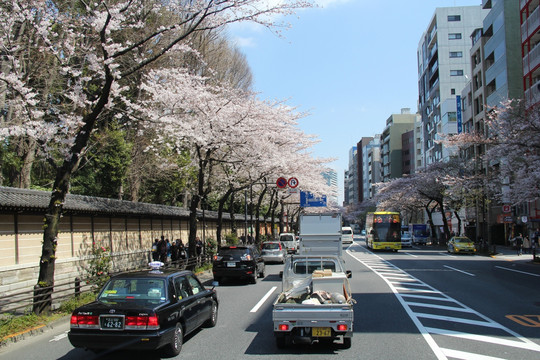 日本樱花