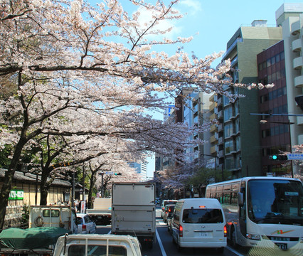 东京樱花