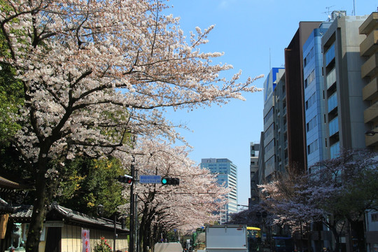 东京樱花