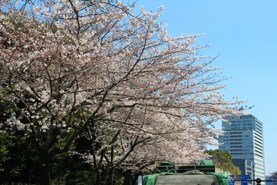 日本樱花