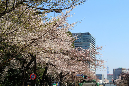 日本樱花