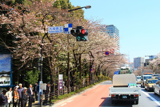 日本樱花