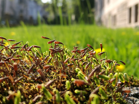 阳光和苔藓