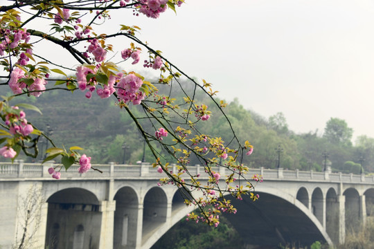 石拱桥 樱花