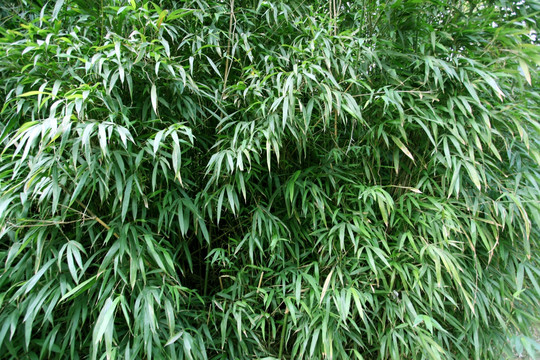 竹子 竹林 植物 绿色
