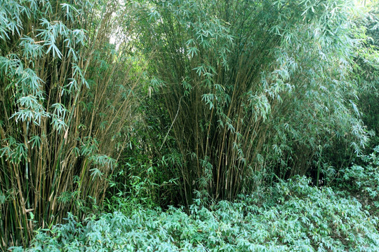 竹子 竹林 植物