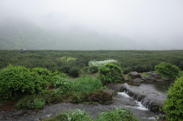 茶园 梅家坞