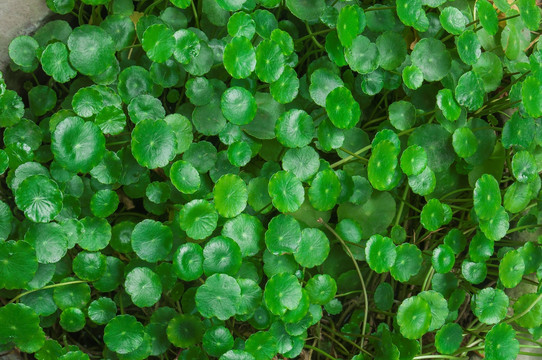 植物特写