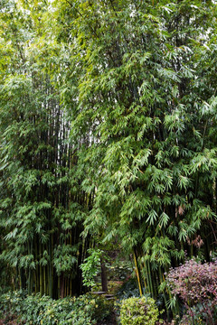 竹林 绿竹 风景