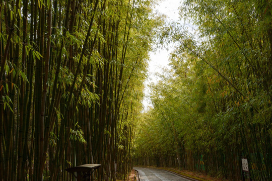 雨后竹林 幽静小路