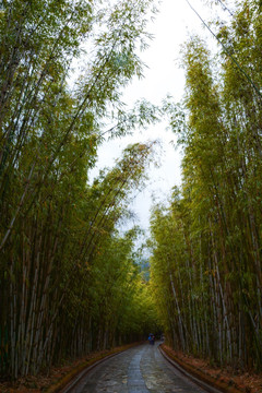 竹林小路 竹海 风景