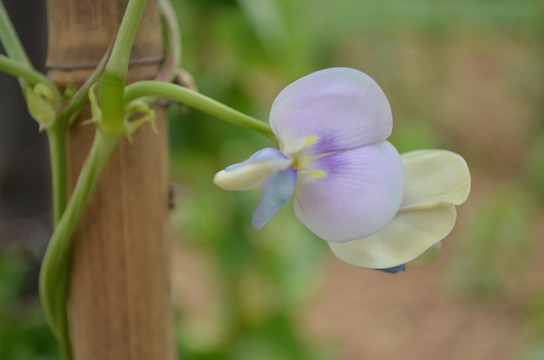 豆角花