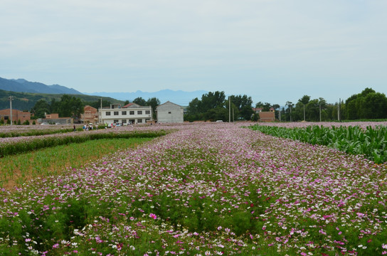 花海包围的村庄