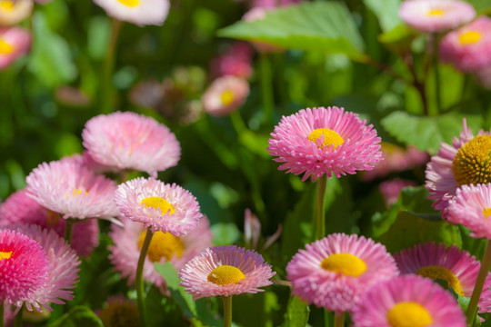 雏菊