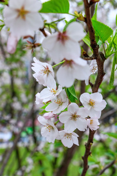 樱花特写 樱花实拍