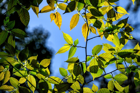 自然素材 树叶图片 光影
