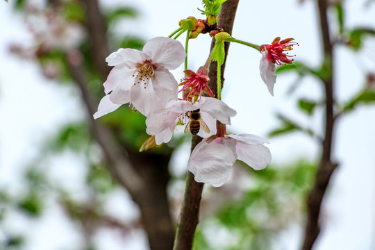 樱花开枝头 古韵花卉