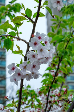 樱花开枝头