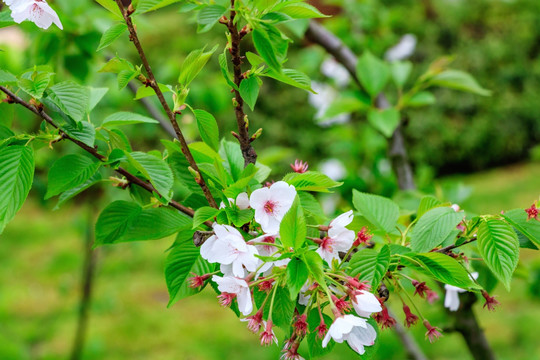 樱花素材 樱花图片