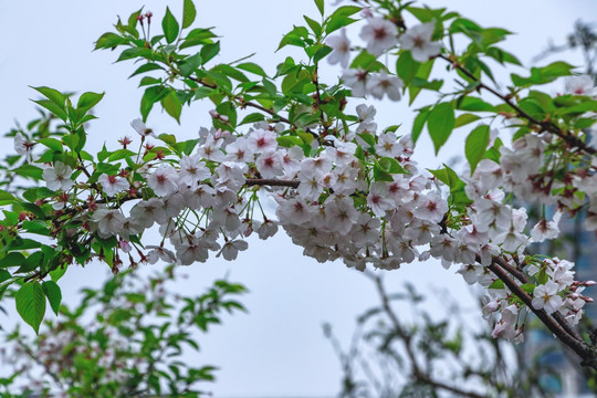 一串樱花