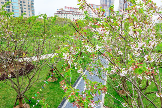 公园小路 樱花树