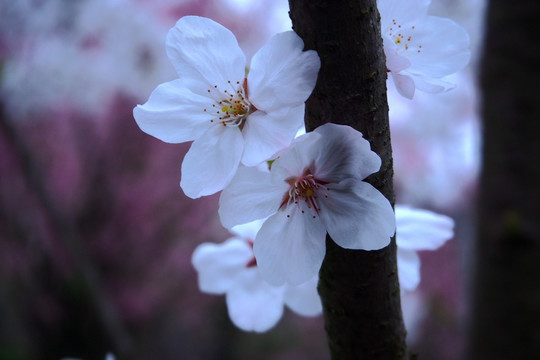 樱花