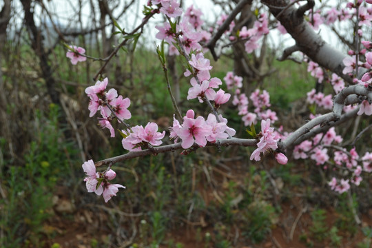 花 桃花 桃树 粉色桃花园