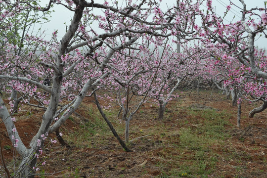 花 桃花 桃花林 桃树园