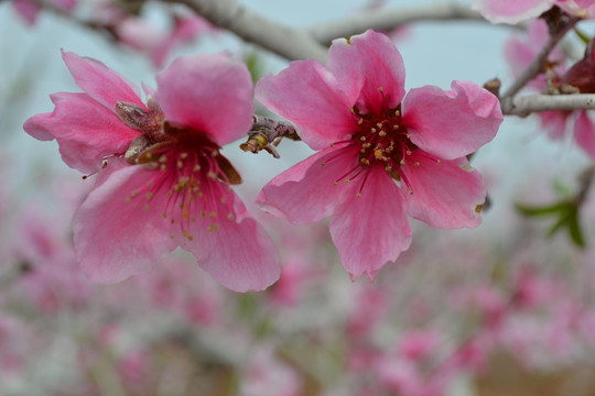 花 桃花 花瓣