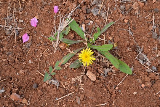 野花野草 蒲公英 小花