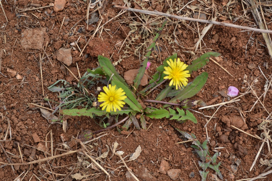 野花野草 蒲公英 小花