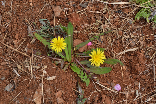 野花野草 蒲公英 小花