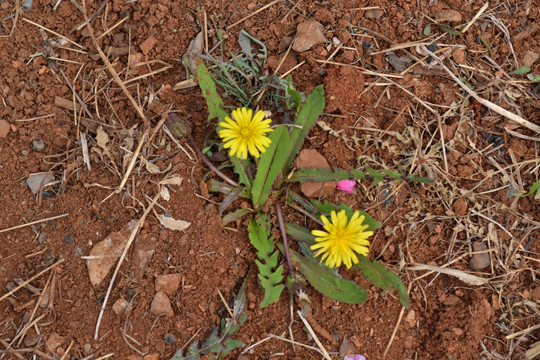 野花野草 蒲公英 小花