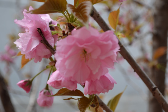 花 樱花