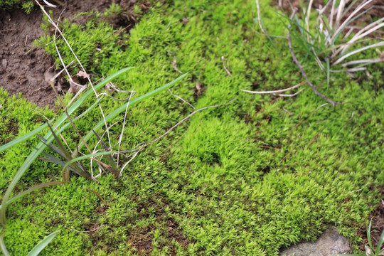 青苔背景素材